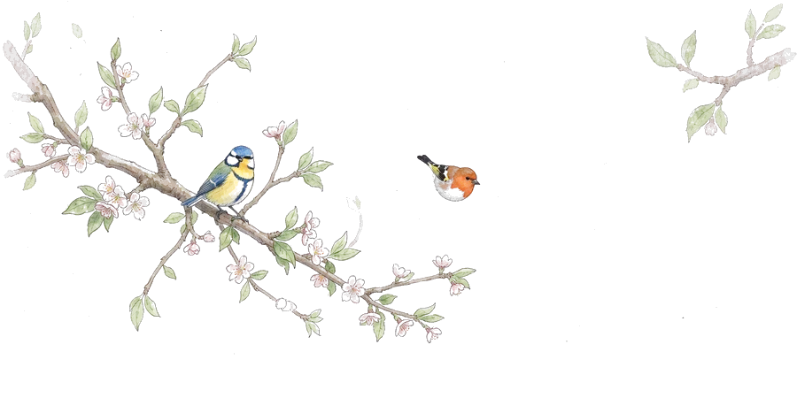A blossoming branch with a blue tit and a robin